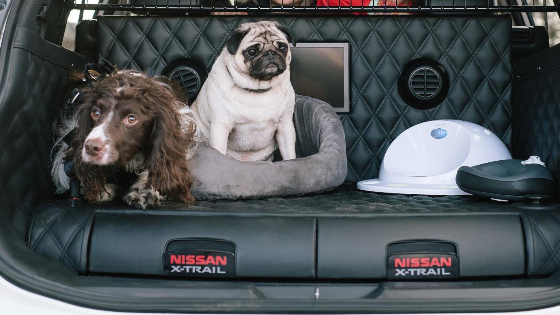 X dogs. X-Trail 4dogs:. Ниссан 4dogs.. Машина для семьи с большой собакой. Реклама х Трейл с собаками.